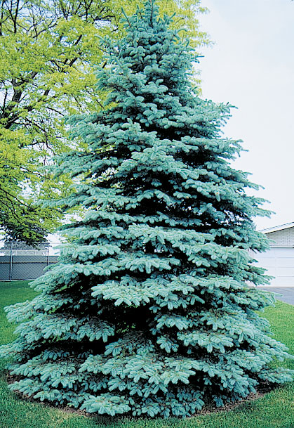 Picea pungens glauca 'Colorado Select' | J.C. Bakker Sons Ltd.