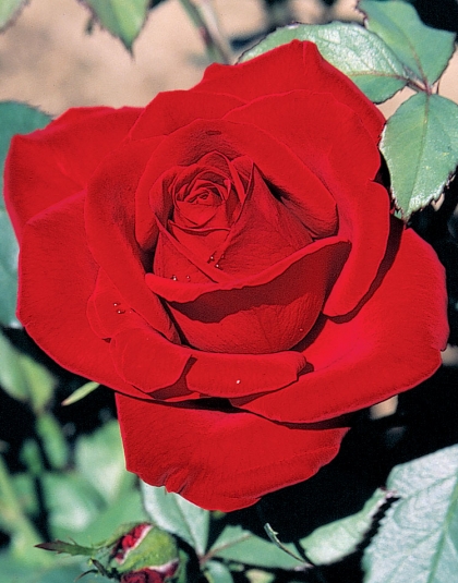 Rose du désert – Bakker.com