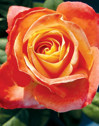 Roses | Product categories | J.C. Bakker & Sons Ltd. | Page 2