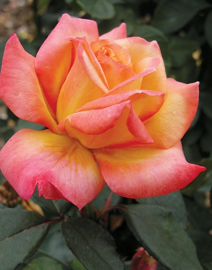 How to Grow Hybrid Tea Roses and Old-Fashioned Tea Roses