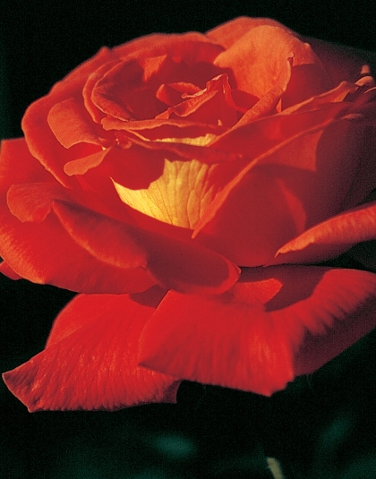 Rose du désert – Bakker.com