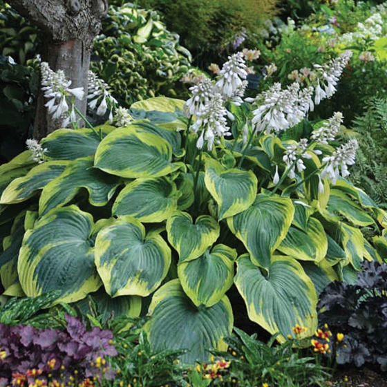 Hosta x ‘Earth Angel’ | J.C. Bakker & Sons Ltd.