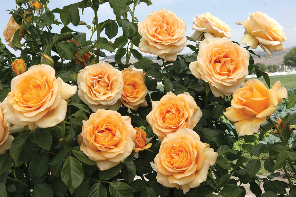 Experience the Beauty of an Everlasting Rose with the Rosa Eterna Plan —  Kadiyam Nursery